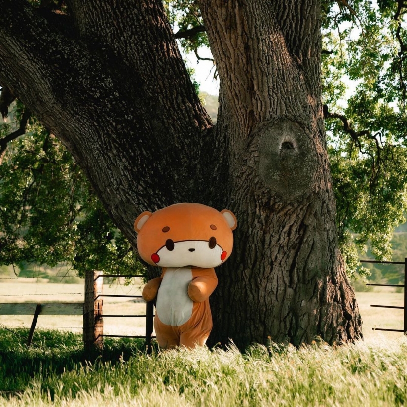 Walking bear: the guy walked 770 km from Los Angeles to San Francisco