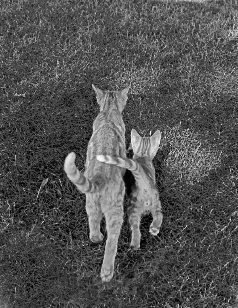 Walter Chandoga – el hombre que 70 años fotografiando los gatos