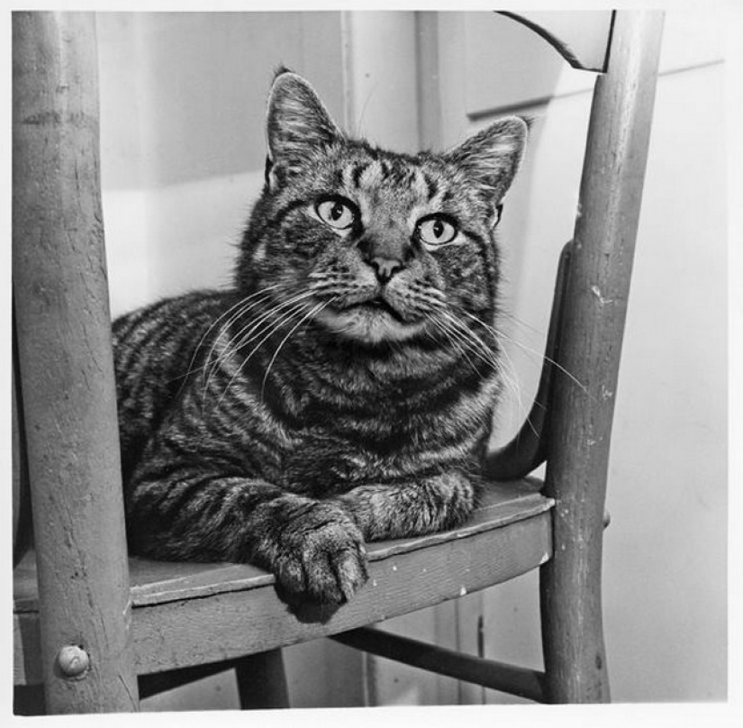 Walter Chandoga – el hombre que 70 años fotografiando los gatos