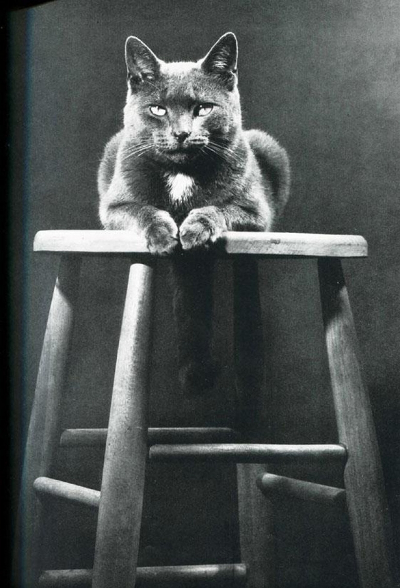 Walter Chandoga – el hombre que 70 años fotografiando los gatos