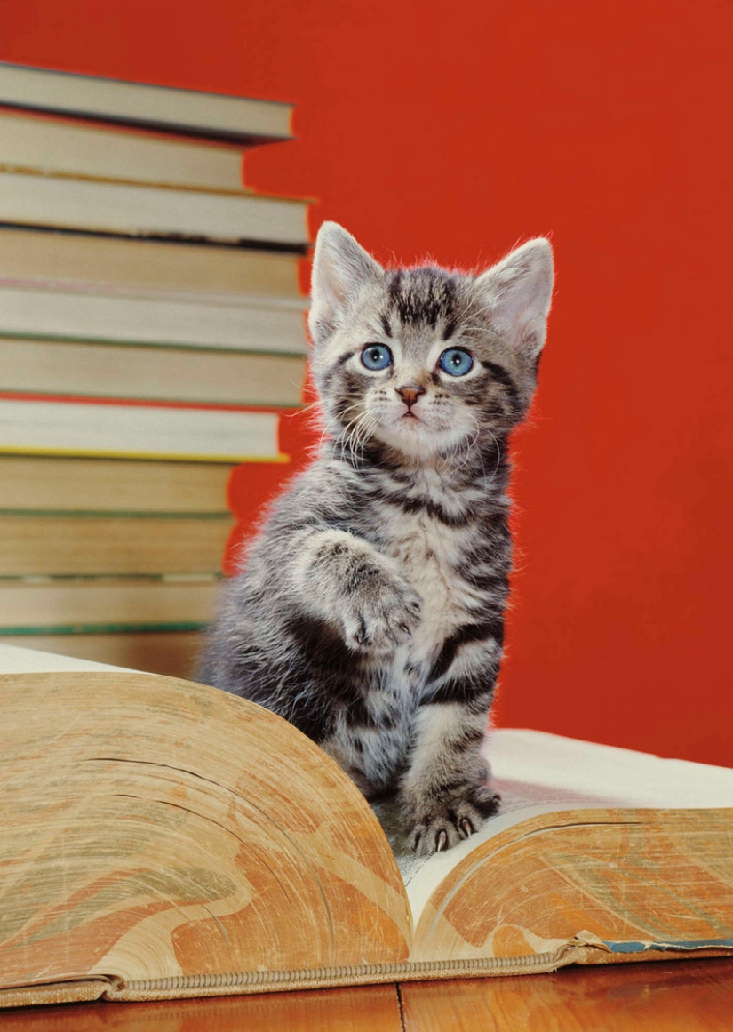 Walter Chandoga – el hombre que 70 años fotografiando los gatos