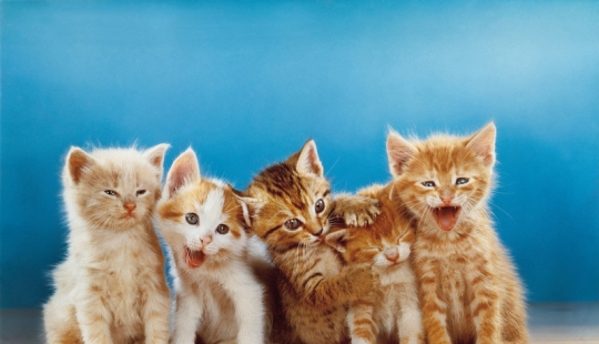 Walter Chandoga – el hombre que 70 años fotografiando los gatos Walter Chandoga – el hombre que 70 años fotografiando los gatos