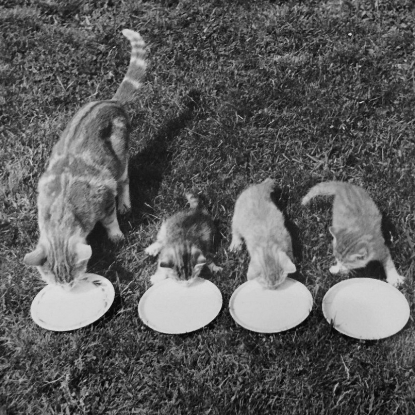 Walter Chandoga – the man who 70 years photographing cats