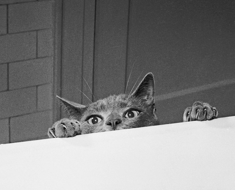Walter Chandoga – the man who 70 years photographing cats
