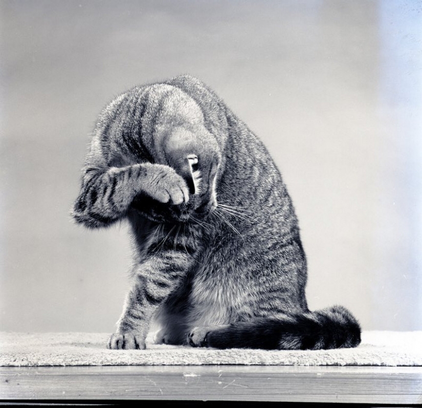 Walter Chandoga – the man who 70 years photographing cats