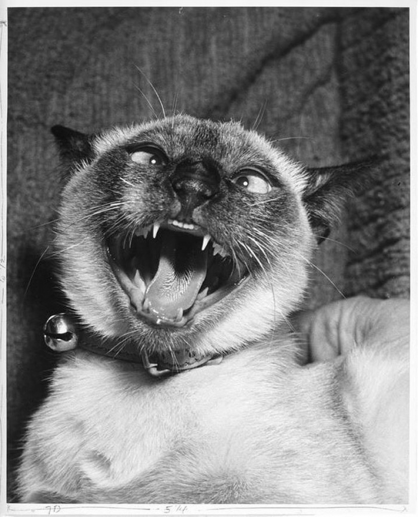 Walter Chandoga – the man who 70 years photographing cats