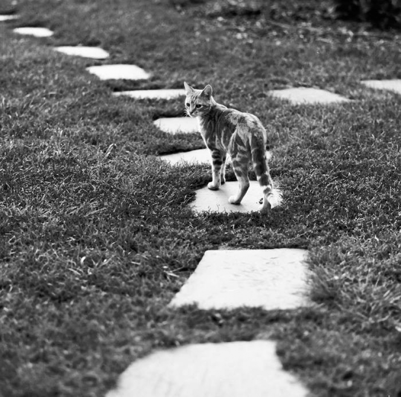 Walter Chandoga – the man who 70 years photographing cats