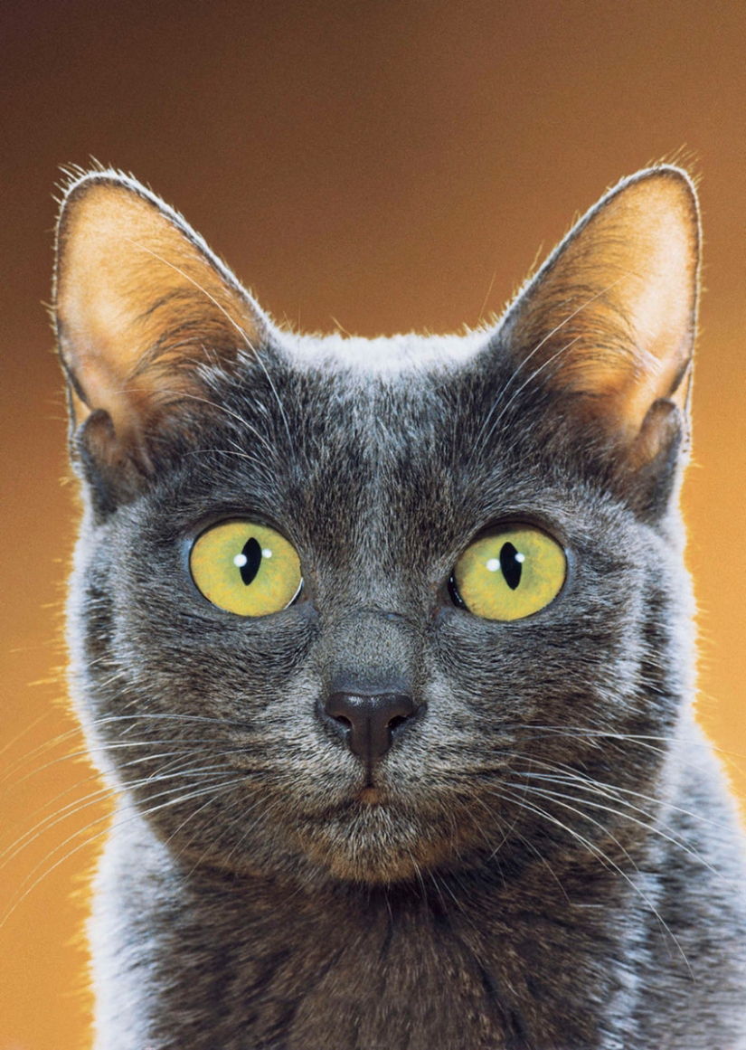 Walter Chandoga – the man who 70 years photographing cats