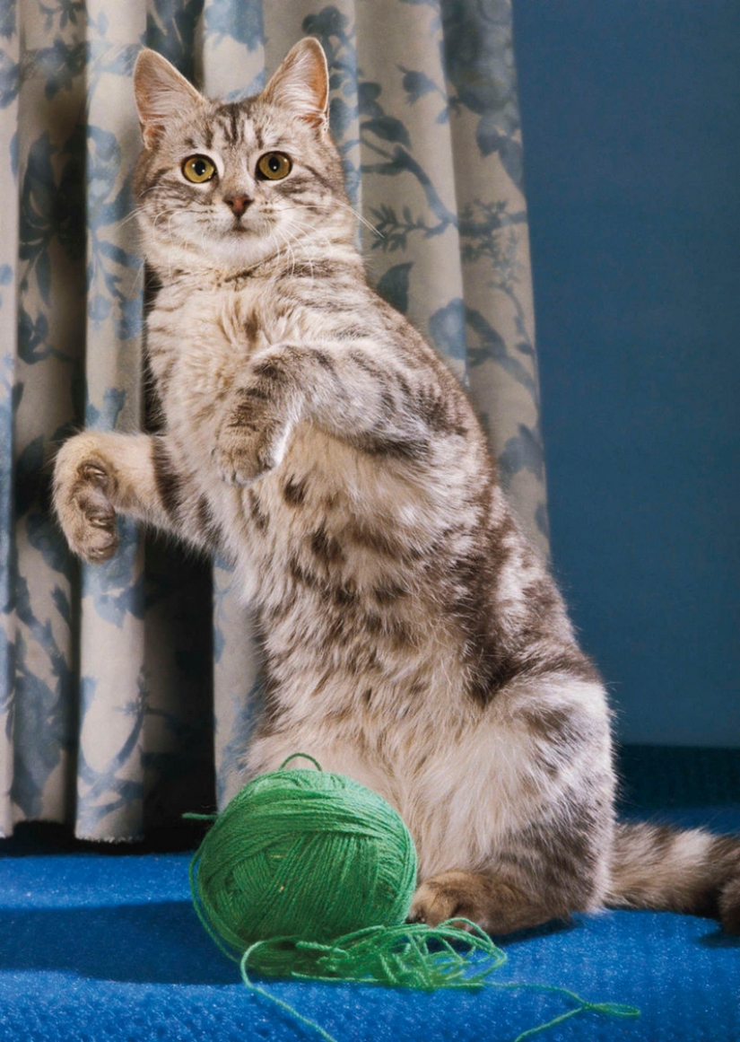 Walter Chandoga – the man who 70 years photographing cats