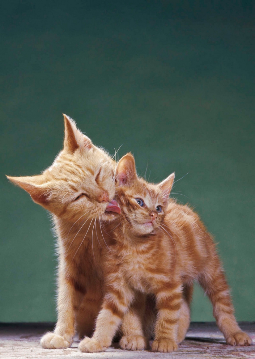 Walter Chandoga – the man who 70 years photographing cats