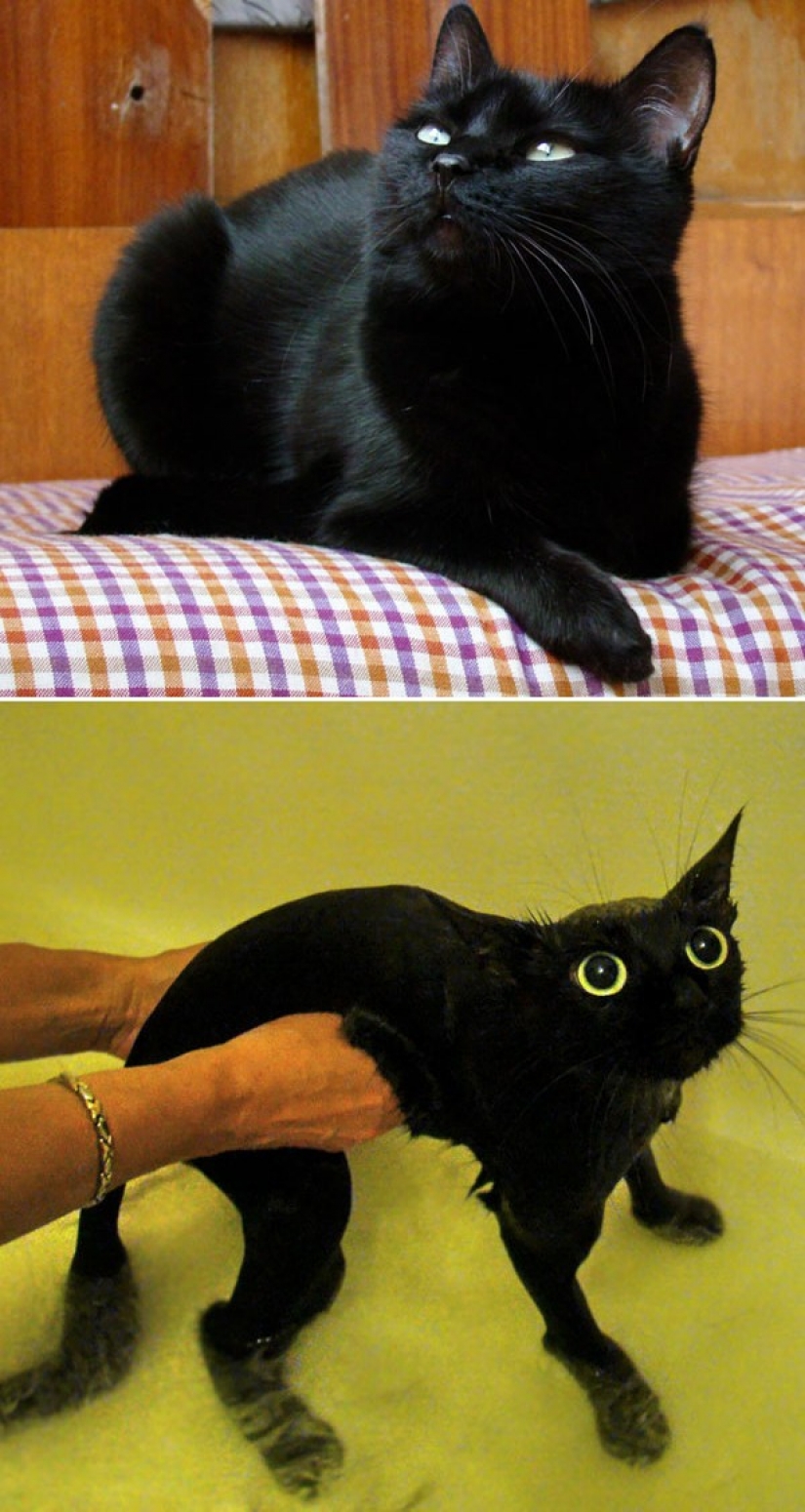 Washed and insulted: 8 cats who took a bath