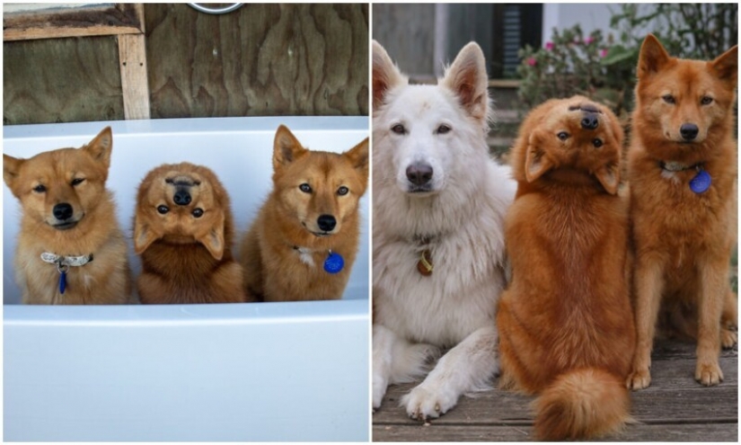 We all have that friend: the dog "spoils" each photo with relatives