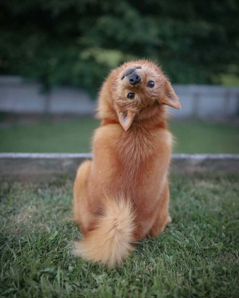 We all have that friend: the dog "spoils" each photo with relatives