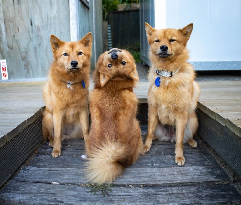 We all have that friend: the dog "spoils" each photo with relatives