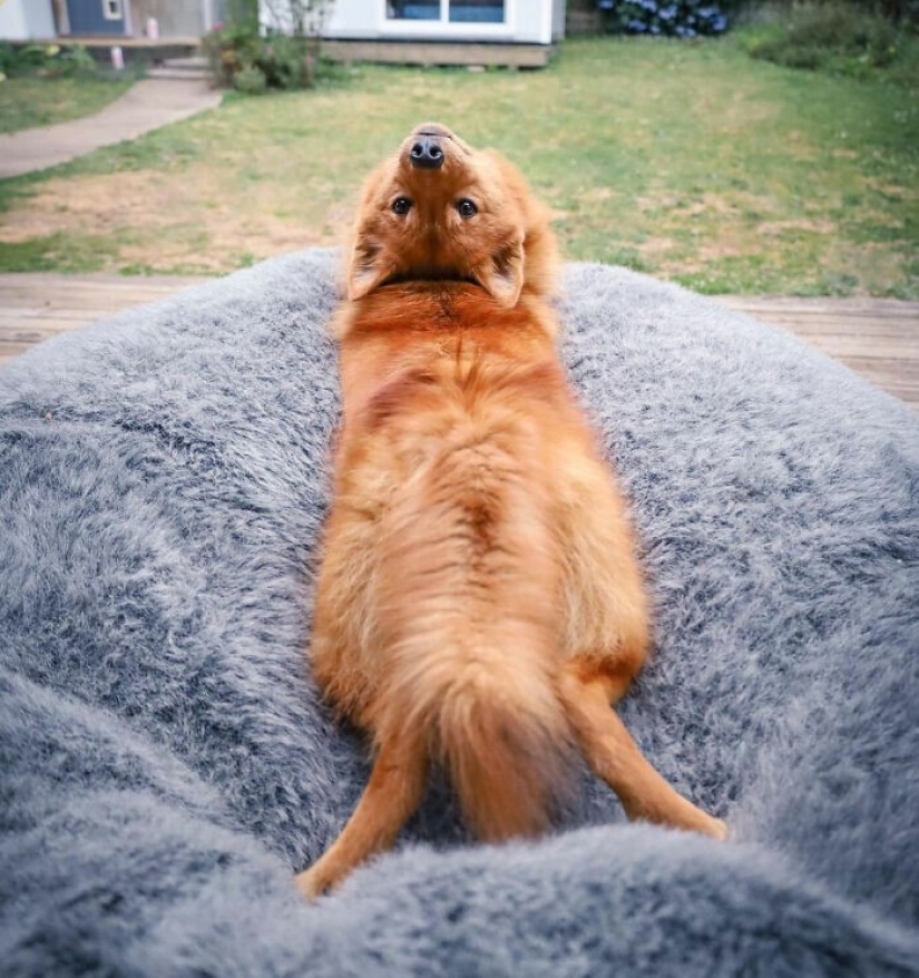 We all have that friend: the dog "spoils" each photo with relatives