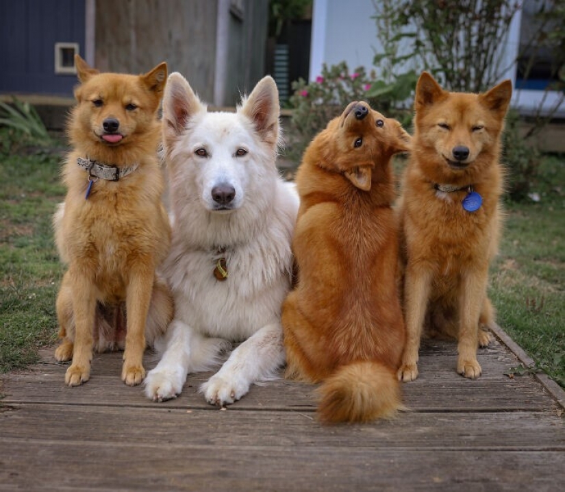 We all have that friend: the dog "spoils" each photo with relatives