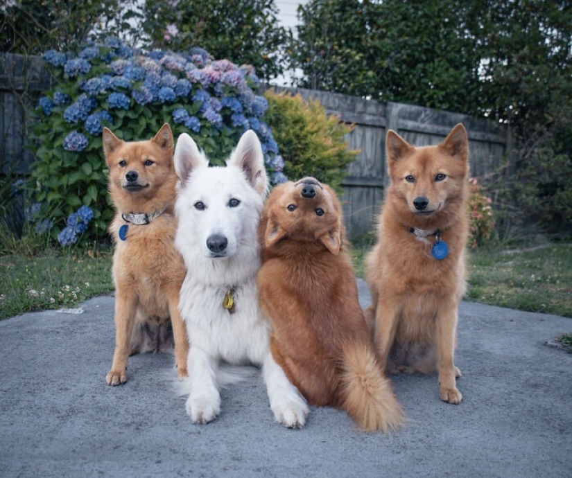 We all have that friend: the dog "spoils" each photo with relatives