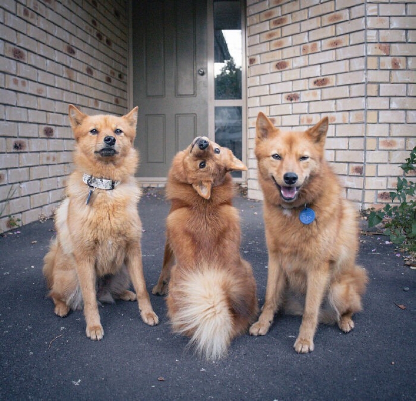 We all have that friend: the dog "spoils" each photo with relatives