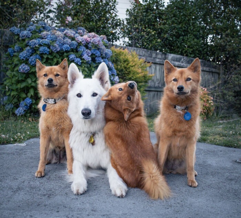 We all have that friend: the dog "spoils" each photo with relatives