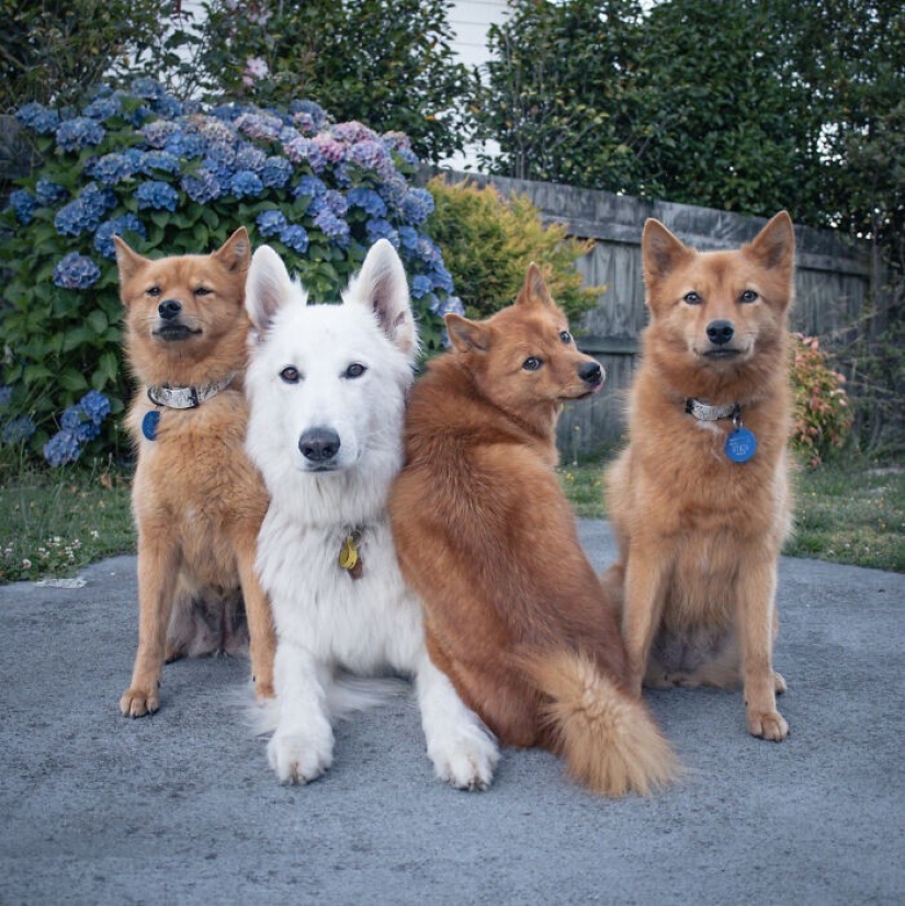 We all have that friend: the dog "spoils" each photo with relatives