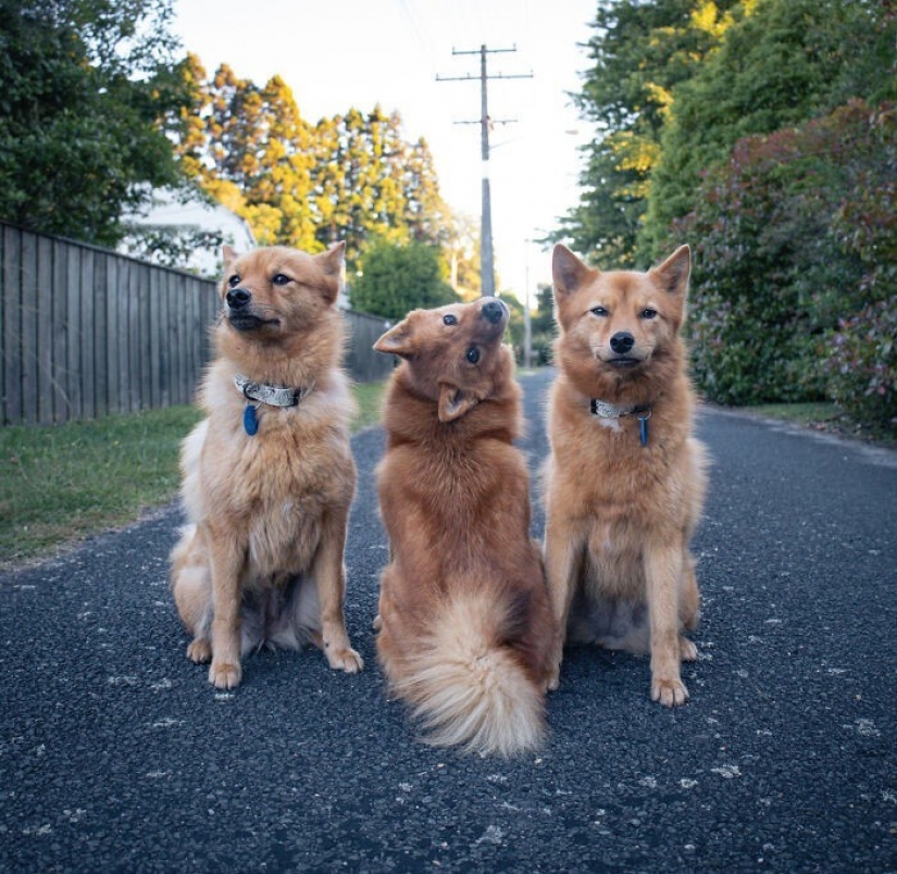 We all have that friend: the dog "spoils" each photo with relatives