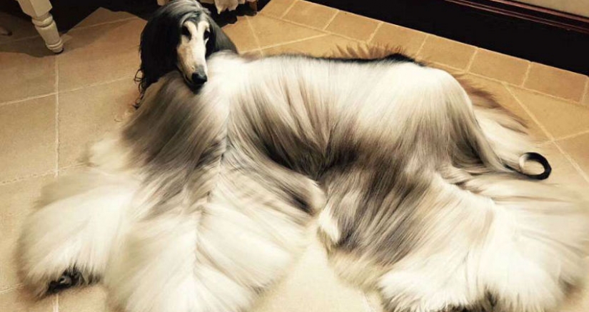 When a dog has a better hairstyle than you: a Chinese man spends thousands of dollars on caring for his pet's hair When a dog has a better hairstyle than you: a Chinese man spends thousands of dollars on caring for his pet's hair