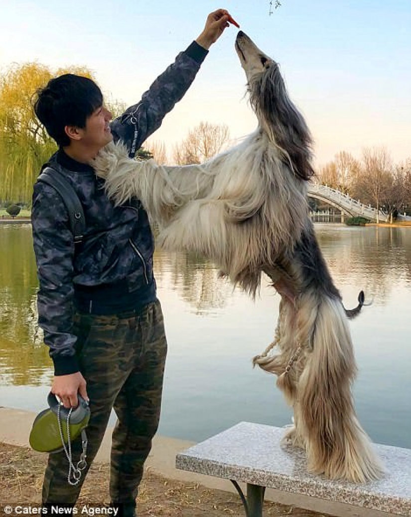 When a dog has a better hairstyle than you: a Chinese man spends thousands of dollars on caring for his pet's hair When a dog has a better hairstyle than you: a Chinese man spends thousands of dollars on caring for his pet's hair