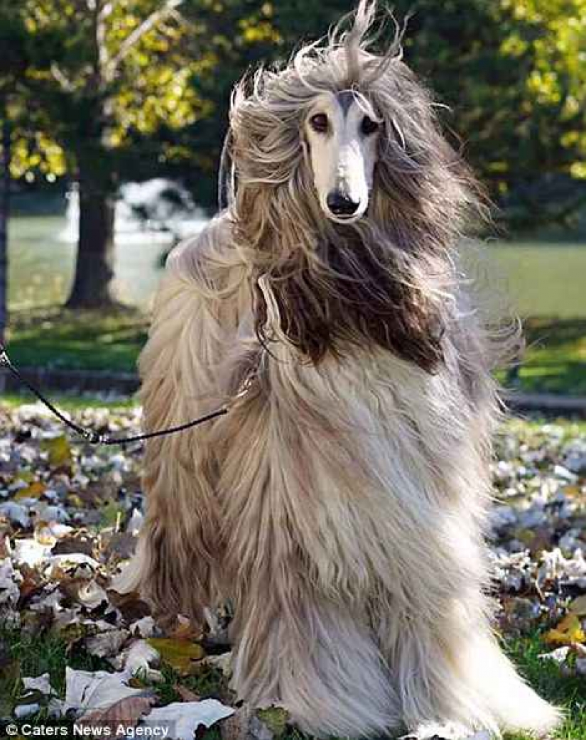 When a dog has a better hairstyle than you: a Chinese man spends thousands of dollars on caring for his pet's hair When a dog has a better hairstyle than you: a Chinese man spends thousands of dollars on caring for his pet's hair