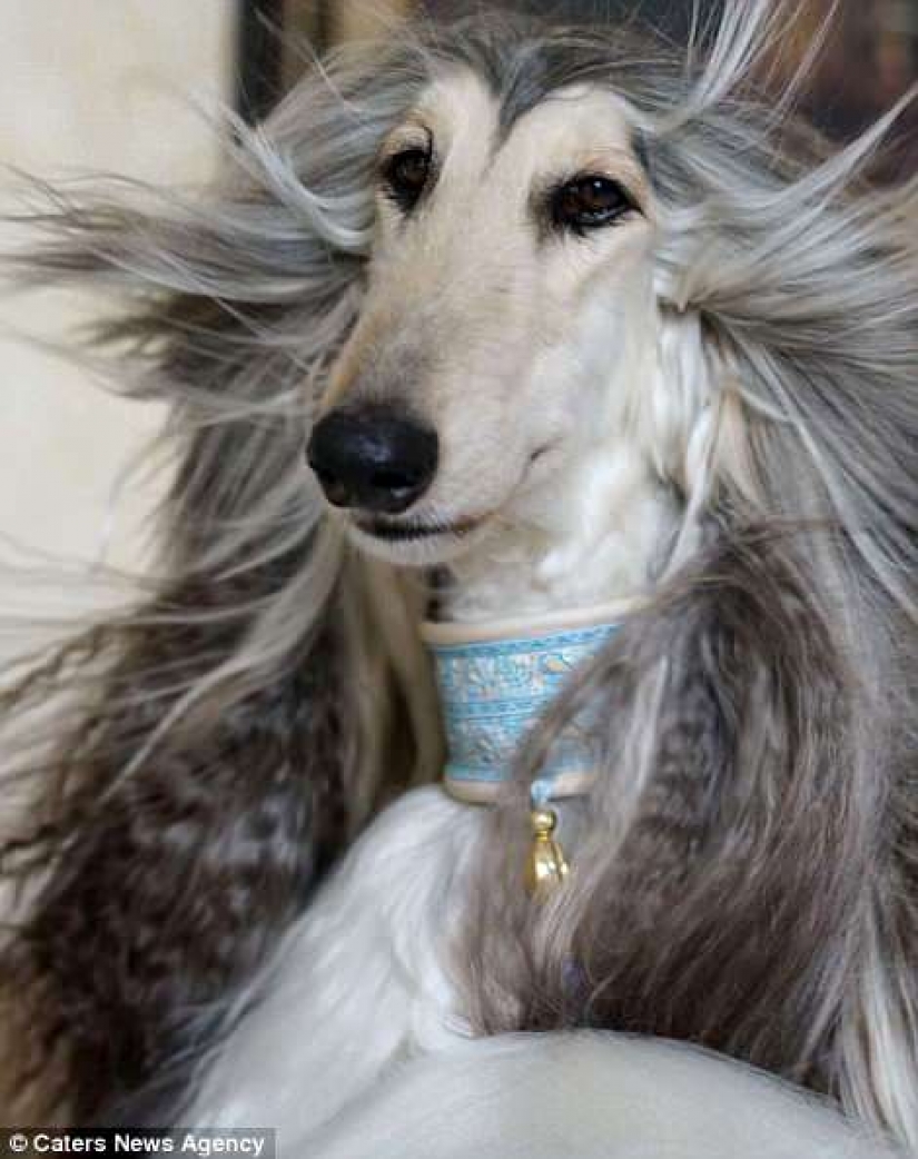 When a dog has a better hairstyle than you: a Chinese man spends thousands of dollars on caring for his pet's hair When a dog has a better hairstyle than you: a Chinese man spends thousands of dollars on caring for his pet's hair