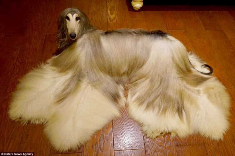 When a dog has a better hairstyle than you: a Chinese man spends thousands of dollars on caring for his pet's hair When a dog has a better hairstyle than you: a Chinese man spends thousands of dollars on caring for his pet's hair