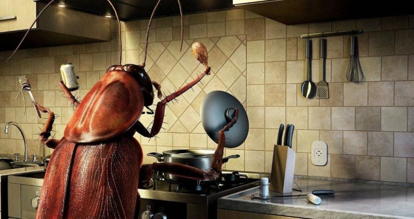 Why do they breed six billion cockroaches a year on a giant farm in China