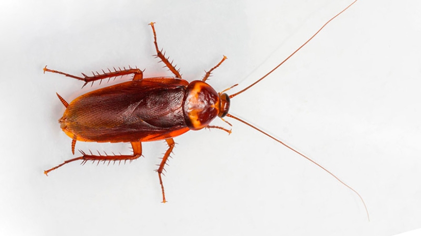 Why do they breed six billion cockroaches a year on a giant farm in China