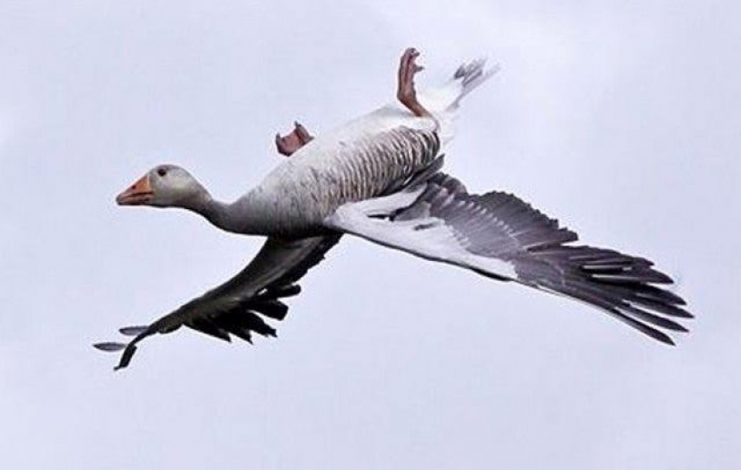 Why do wild geese fly upside down