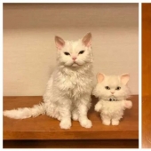 Why Japan's Chiriko cat always looks unhappy