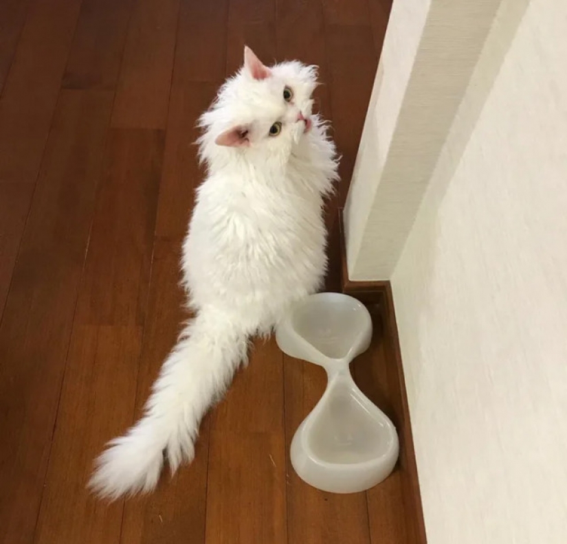 Why Japan's Chiriko cat always looks unhappy