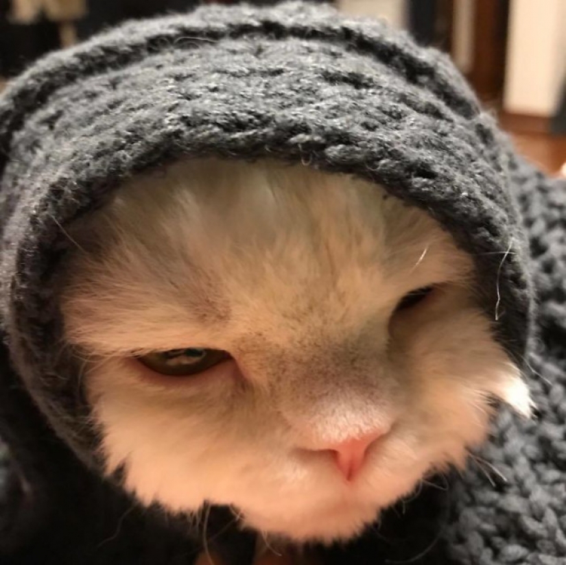 Why Japan's Chiriko cat always looks unhappy