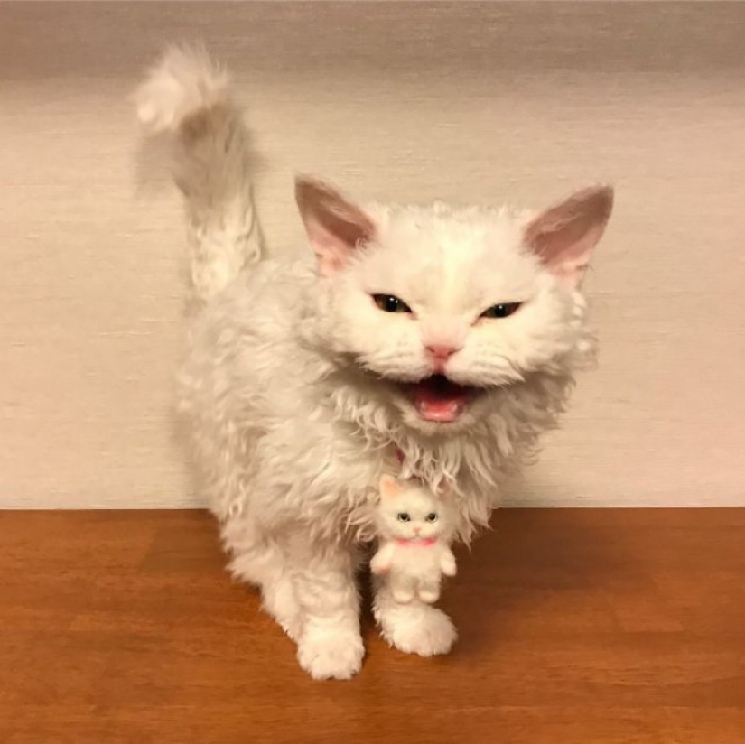 Why Japan's Chiriko cat always looks unhappy