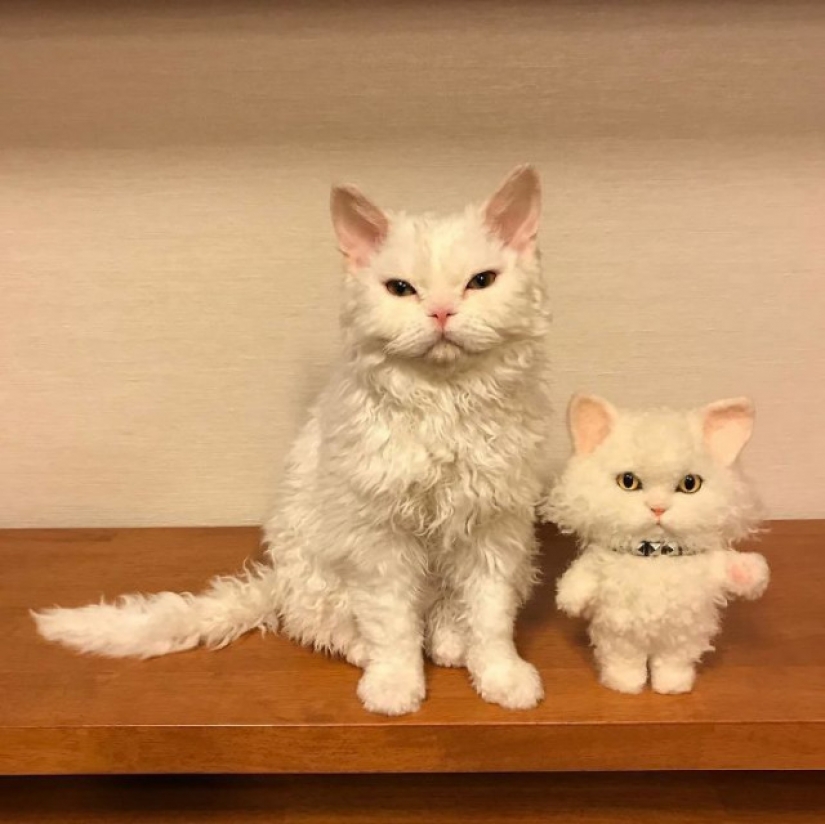 Why Japan's Chiriko cat always looks unhappy