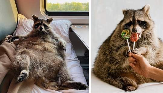 Why the fat raccoon Theme from Kemerovo became a star of social networks