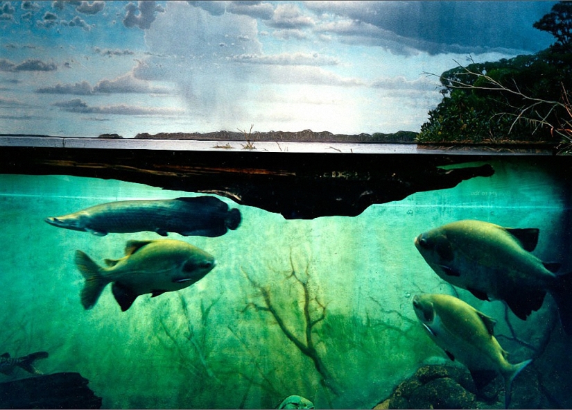 Wildlife behind glass