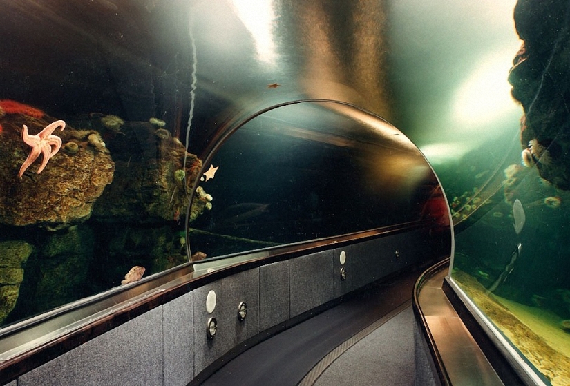 Wildlife behind glass