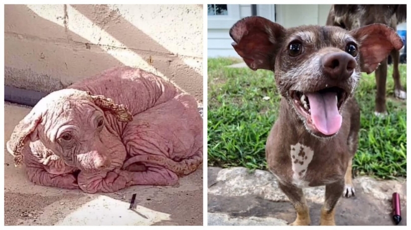 Wonderful story of the rescue of a homeless dog named Dobby Wonderful story of the rescue of a homeless dog named Dobby