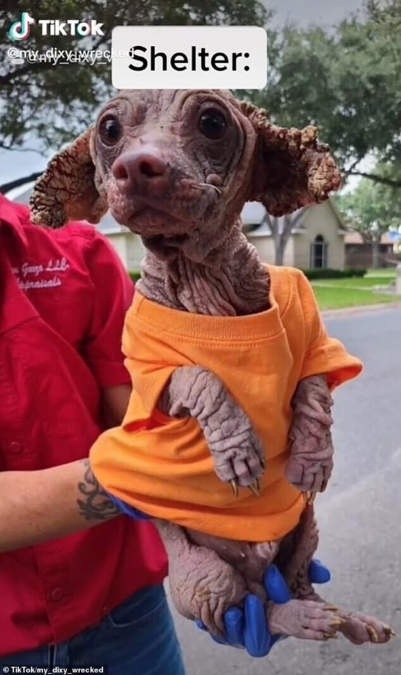Wonderful story of the rescue of a homeless dog named Dobby Wonderful story of the rescue of a homeless dog named Dobby