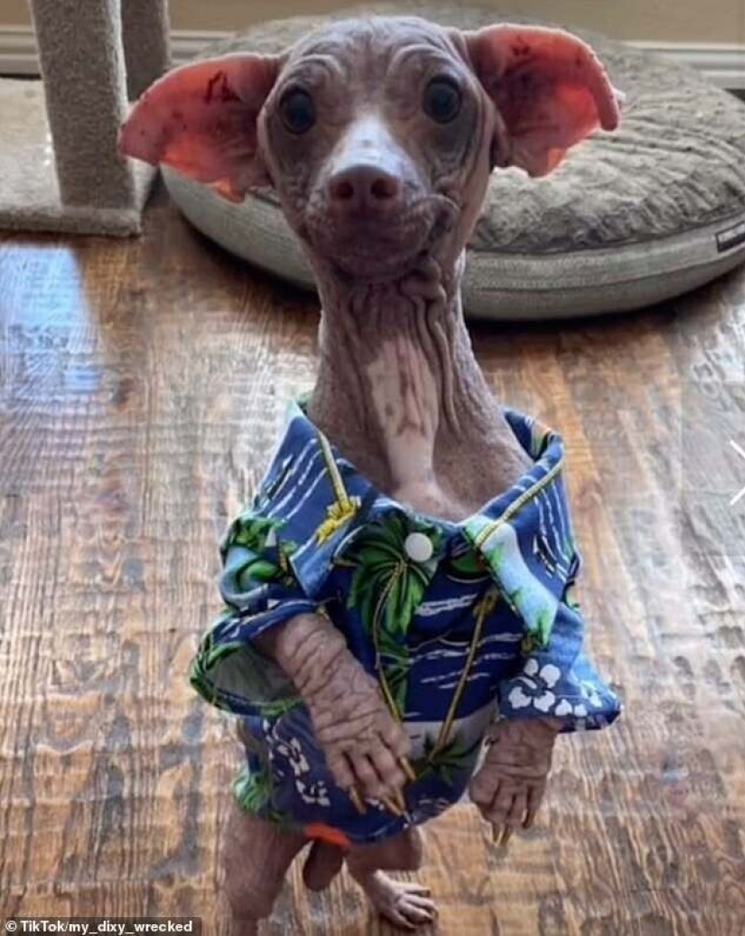 Wonderful story of the rescue of a homeless dog named Dobby Wonderful story of the rescue of a homeless dog named Dobby