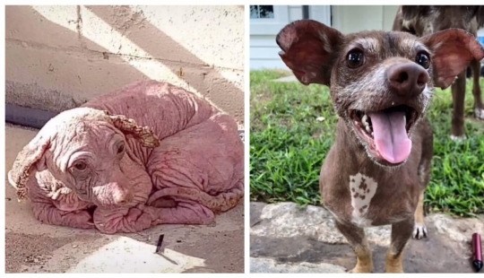 Wonderful story of the rescue of a homeless dog named Dobby Wonderful story of the rescue of a homeless dog named Dobby