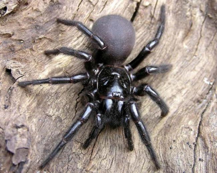 Ya el rastreo a través de usted: top 10 espeluznante Australiano asesino arañas Ya el rastreo a través de usted: top 10 espeluznante Australiano asesino arañas
