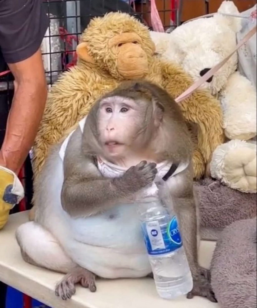 You just look at this round-the monkey! Here's how it fattened on the market in Thailand