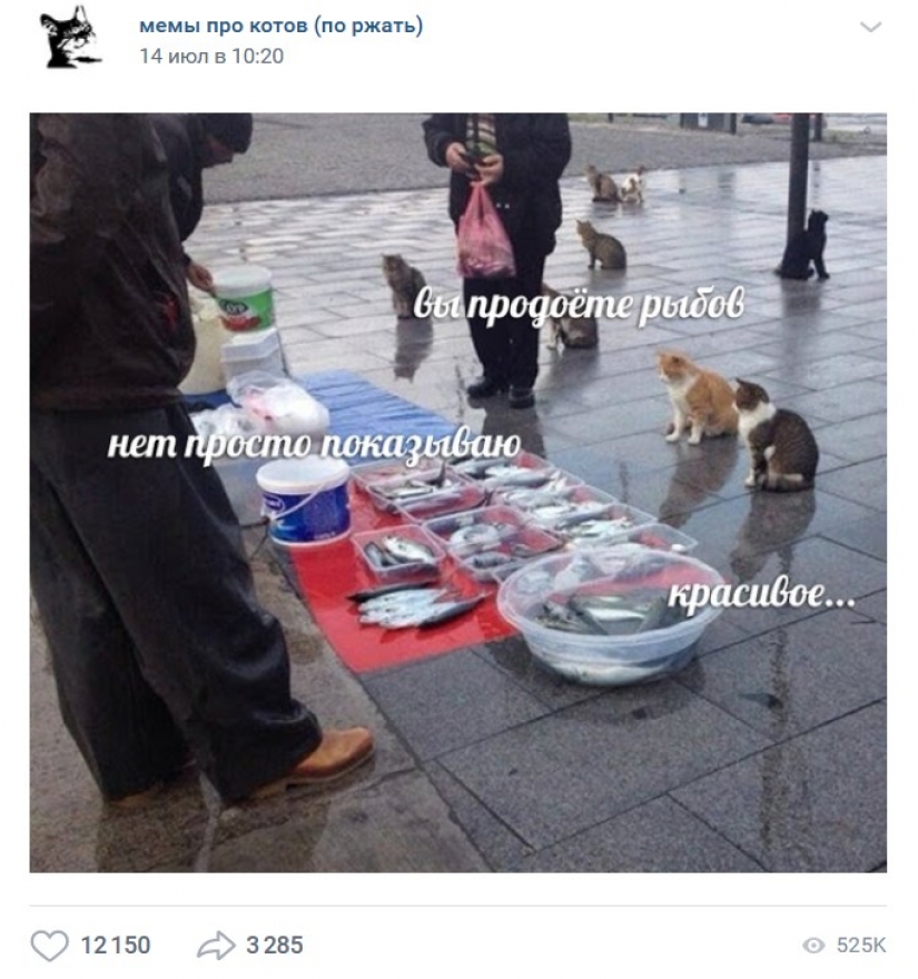 "You will sell fish": the story of the sweetest meme of this summer