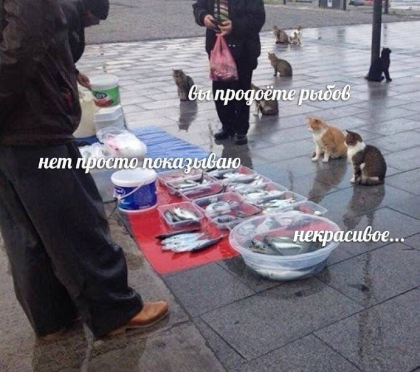 "You will sell fish": the story of the sweetest meme of this summer