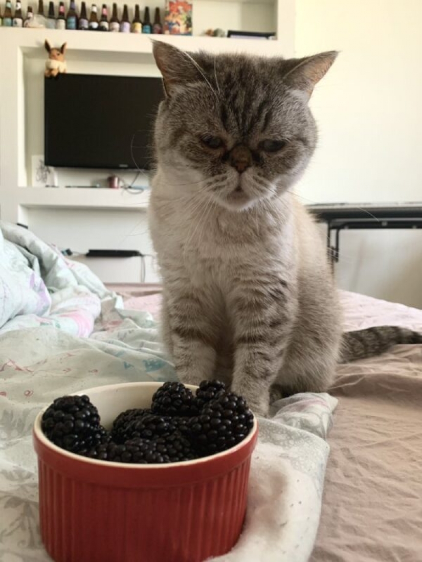 "You will sell fish": the story of the sweetest meme of this summer